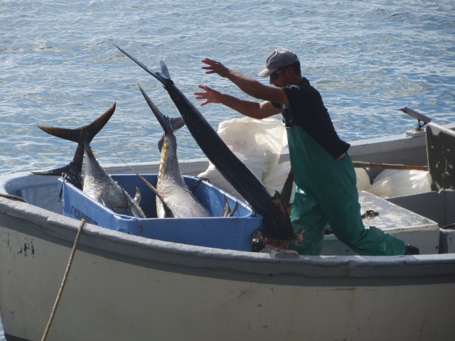 Tuna