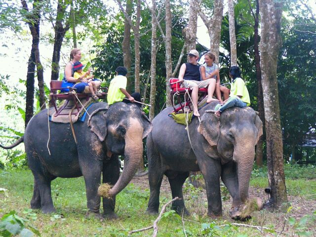 Elephants