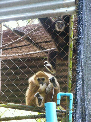 Gibbons