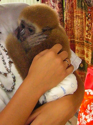 gibbon