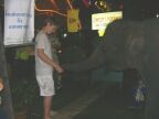 Elephant.JPG (32 KB)