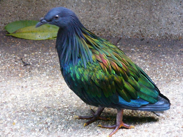 NicobarPigeon