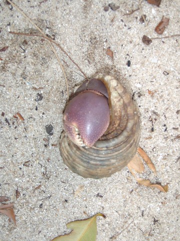 crab