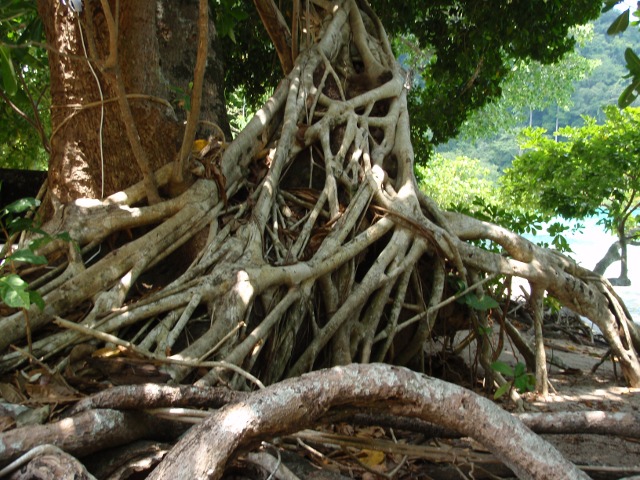 roots
