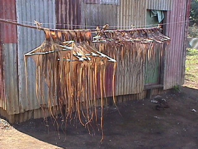 Octopus drying 2