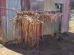 Octopus drying 2 (124 KB)