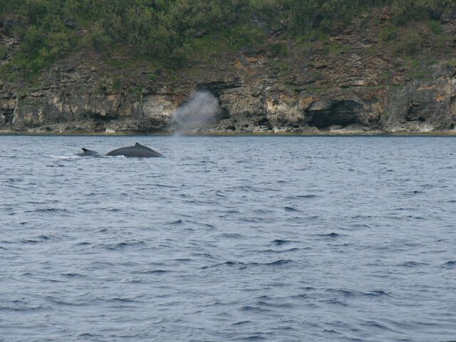 Whales