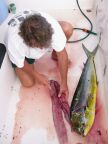 Mahi-Mahi (55 KB)