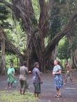 Banyan (77 KB)
