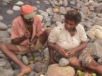 Cracking Nangai Nuts (74 KB)