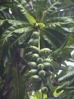 Nuts on Tree (59 KB)