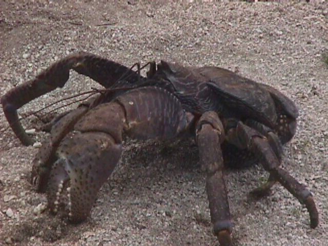 Coconut Crab