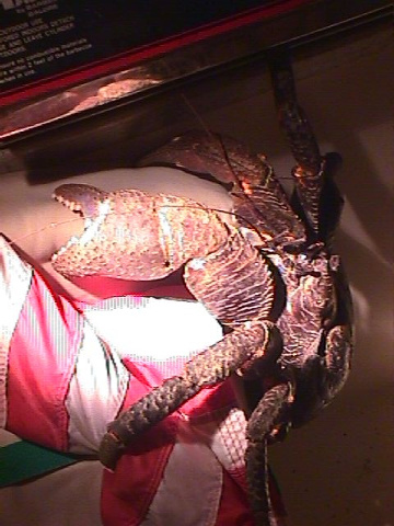 Crab Loose