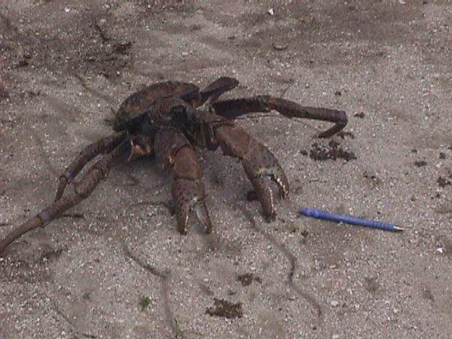 Crab With Pen