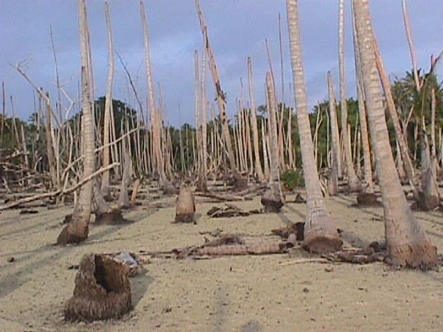 Trees Killed