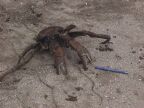 Crab With Pen (66 KB)
