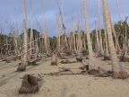 Trees Killed (65 KB)