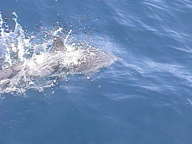 Porpoise2