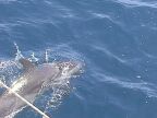 Porpoise (50 KB)