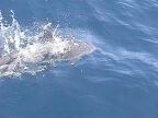 Porpoise2 (51 KB)