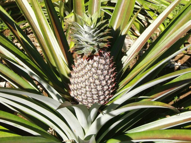 Pineapple
